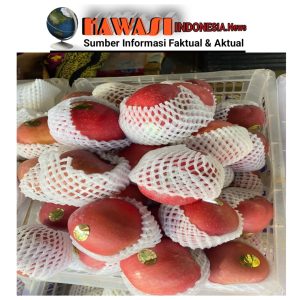 JELANG TAHUN BARU, HARGA BUAH APEL PERMIUM TEMBUS HARGA 90 RIBU PER KILO.