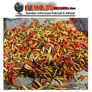 Harga Cabai di Pasar Kawasi Tembus Rp 120.000-130.000 per Kilogram Menjelang Tahun Baru 2025