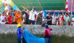 Bupati Halsel Hadiri Panen Perdana, Budidaya Vannamei.
