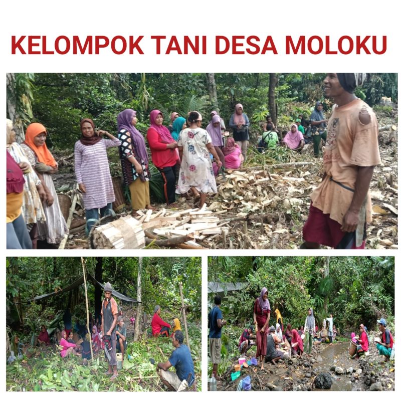 Program Ketahanan Pangan, Desa Moloku Bersama Kelompok Tani Bersihkan Lahan Pertanian